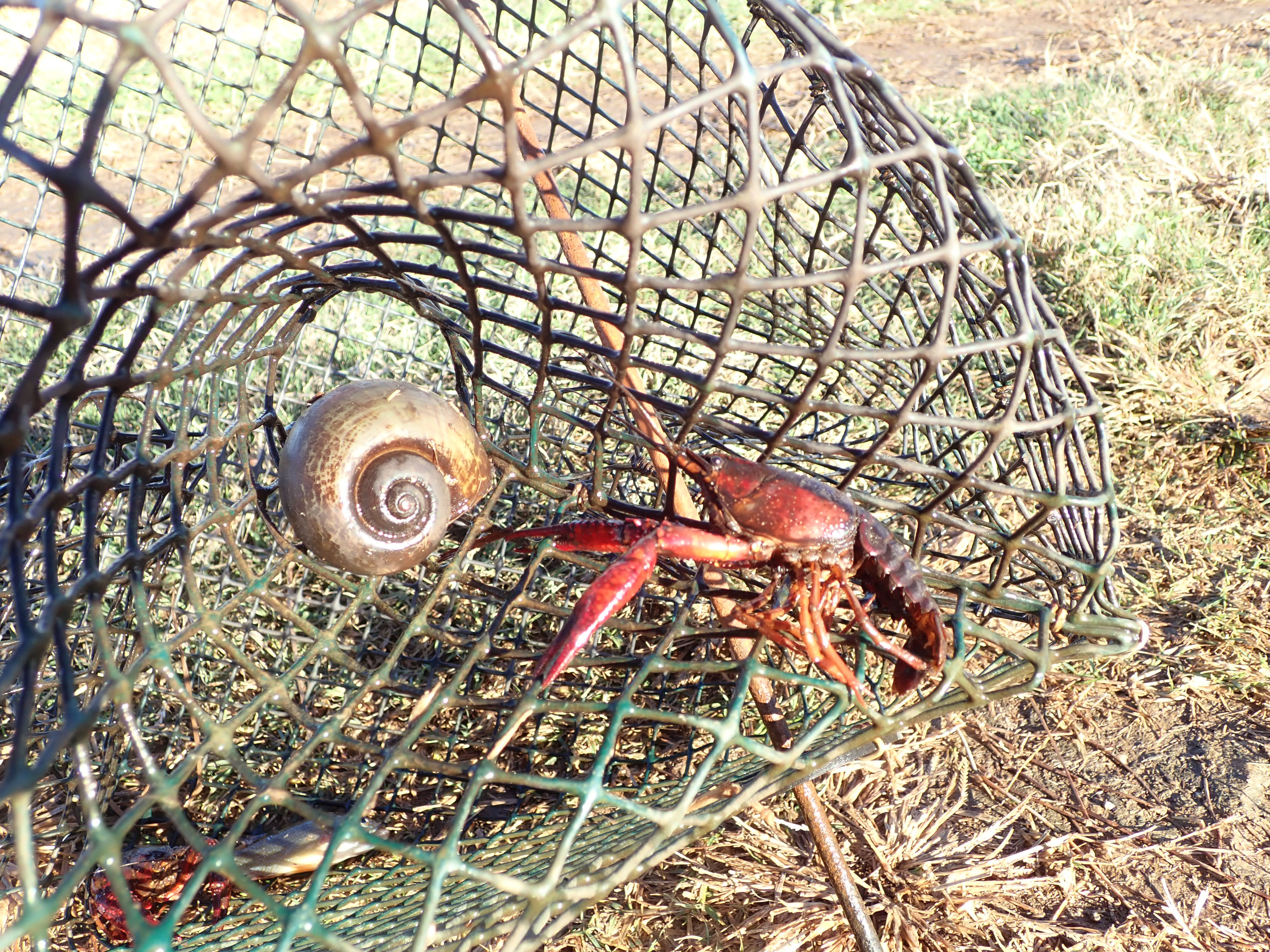 Snail in trap1.jpg thumbnail